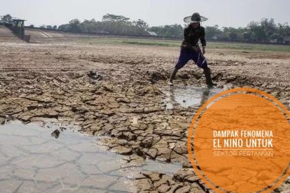 El Nino Melanda Pertanian di Indonesia, 78-80% Lahan Sudah Terdampak!
